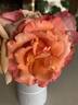 Tuscan Sun ™ rose photo