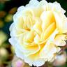 Forever Busy rose photo