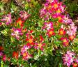 Palsy Walsy rose photo