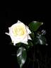 Rosa del Camino de Santiago ® rose photo