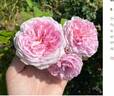 La Vicomtesse rose photo