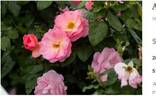 Always Dream rose photo