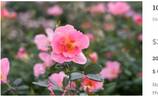 1000 Wishes rose photo