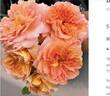 Brazos Belle rose photo