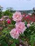 Madame Antoine Mari rose photo