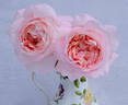 Amazing Grace ™ rose photo