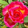 Bon-Bon rose photo