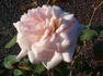 Jacques Porcher rose photo