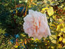Jacques Porcher rose photo