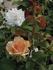 Mrs. Iris Clow rose photo