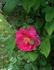 Lowe's Eglantine rose photo