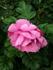 Apart rose photo