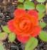 Orange Twist rose photo