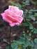 Georgia Belle rose photo