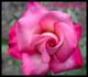 Fitzhugh's Diamond rose photo