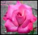 Fitzhugh's Diamond rose photo