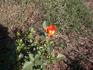 Busy Bee ™ rose photo