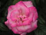 Champagne Cocktail rose photo