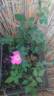 Akira Ogawa ™ rose photo