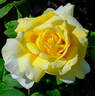 Chantilly Cream ™ rose photo