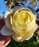 Cyril Fletcher rose photo