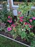 Smoky Plum rose photo
