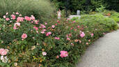 Sweet Drift rose photo
