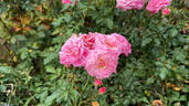 Sweet Drift rose photo