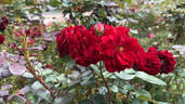 AC Navy Lady rose photo