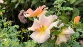 Chinook Sunrise rose photo