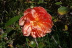 Étoile de Feu rose photo
