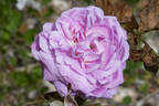 Perle von Weissenstein rose photo
