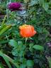 Livin' Easy ™ rose photo
