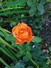 Livin' Easy ™ rose photo