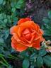 Livin' Easy ™ rose photo
