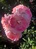 English Miss rose photo