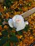 Secret's Out! rose photo