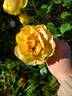 Pop Art rose photo