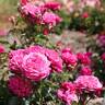 Alexandre Astier rose photo