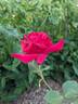 Lubra rose photo