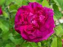 Indigo rose photo