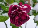 Purple Lodge rose photo