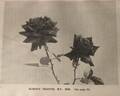 Alisoun Francis rose photo