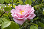 Alida Lovett rose photo