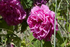Aurelia Liffa rose photo