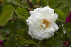 Ave Maria rose photo