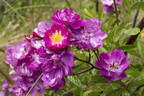 Améthyste rose photo