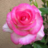 Angelic Veil rose photo