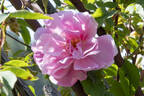 Blush Boursault rose photo