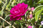 Bonfire rose photo